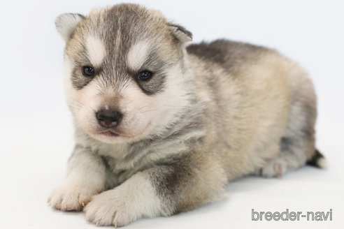 成約済の神奈川県のシベリアンハスキー-365891の2枚目